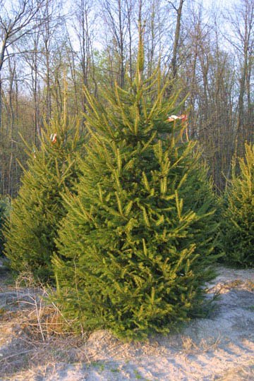 2 Norway Spruce Saplings 6-12''