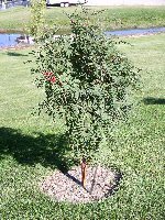 American Mountain Ash Sapling 1-2'