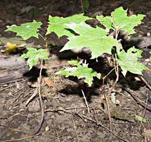 3-Amur Maple Saplings 6-12''