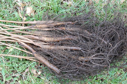 100 Black Walnut Saplings 1-2'