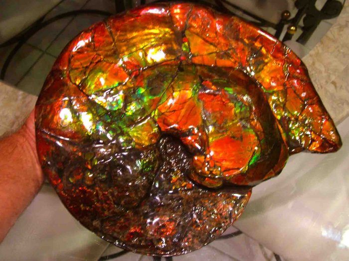 14.5" PLACENTICERAS Meeki AMMONITE AMMOLITE FOSSIL Feng Shui