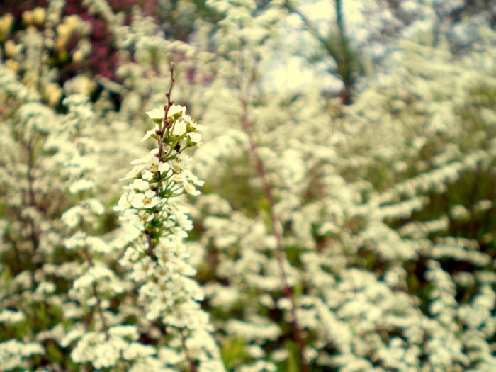 vintage flora - 4x6 print