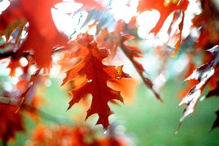 fall foliage - 8x12 print