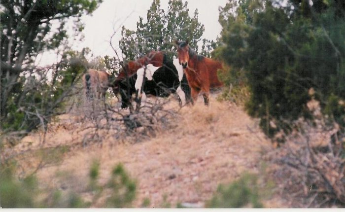 horses 1 10 x 13 framed
