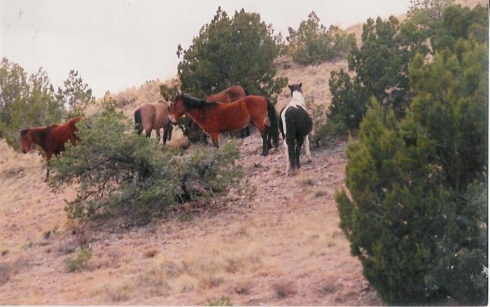 horses 2 unframed