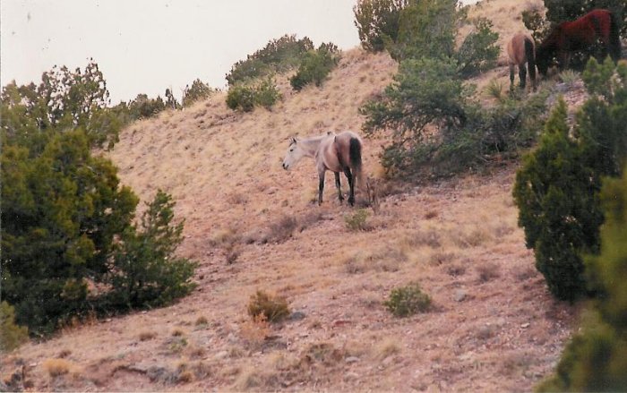horses 3 8 x 10 framed