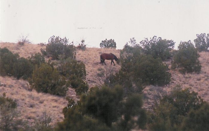 horses 4 10 x 13 framed