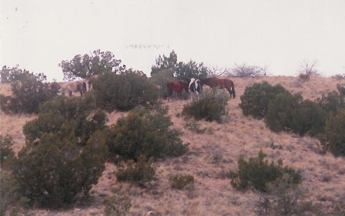 horses 5 unframed