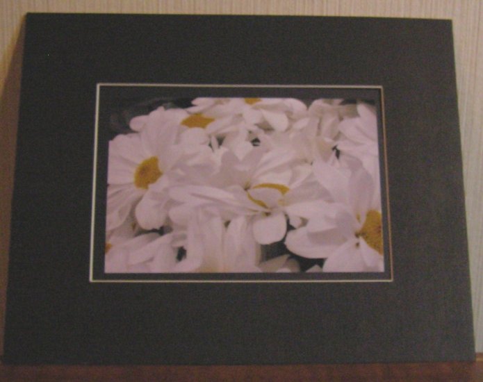 Daisies In Black Frame