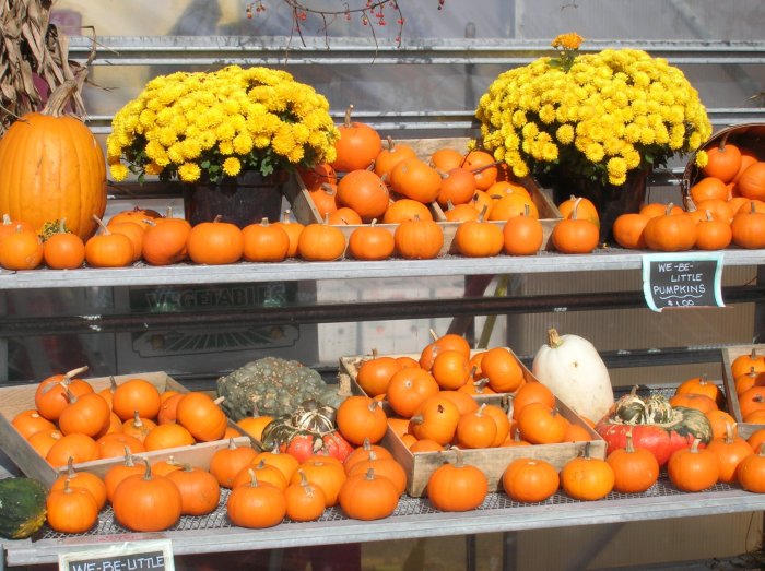 Little Pumpkins