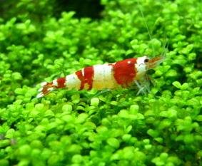 Crsytal Red Shrimp - S Grade Tiger Tooth