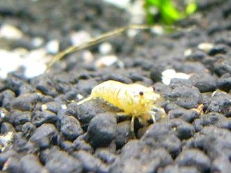 Crsytal Red Shrimp - S Grade Gold Shrimp