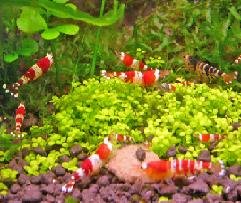 Crsytal Red Shrimp - Assorted Grade