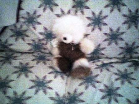 Alpaca Fur Bear 16 inchs
