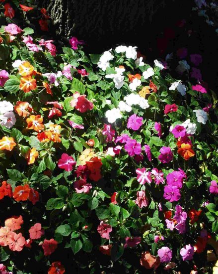 Impatiens - Mixed Colors