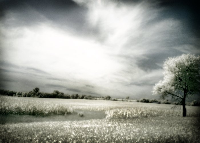 against the grain- 8x12 fine art photograph