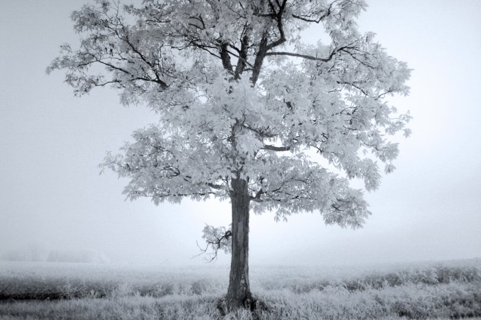 silence- 8x12 fine art photograph