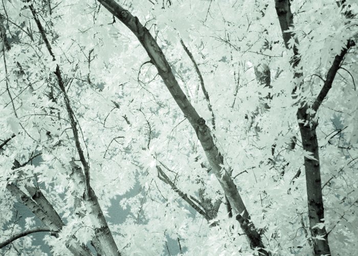 cooling-8x12 fine art photograph