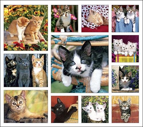 Kitten Caboodle Calendar with Bonus