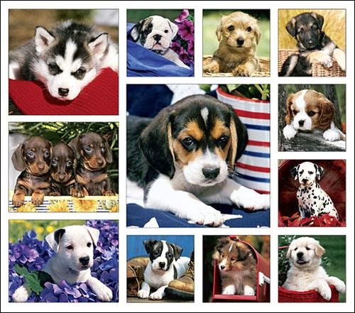 Puppy Love Calendar with Bonus