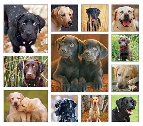 Loveable Labs Calendar with Bonus