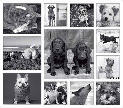 What Dogs Do