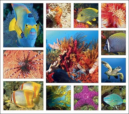 Beneath the Sea Calendar with Bonus