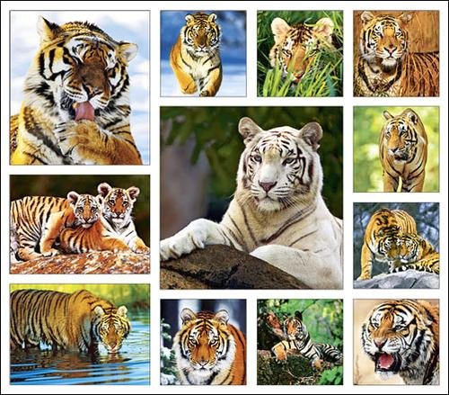 Tiger Calender and Magnets