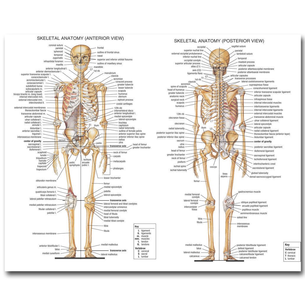 Skeletal System Anatomical Chart Poster Huge Print 32x24