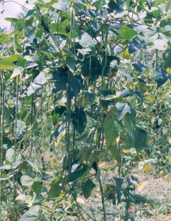 BEAN, CLIMBING - SNAKE BROWN SEED. 26 Seeds. # G015-26.