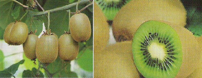 ACTINIDIA - KIWI FRUIT or CHINESE GOOSEBERRY. 25 Seeds. # G135-25.