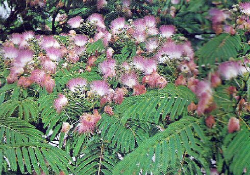 ALBIZIA - PERSIAN SILK TREE. 20 Seeds. # G146-20.