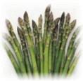 ASPARAGUS - MARY WASHINGTON. 25 Seeds. # G070-25.