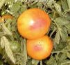 TOMATO - HAWAIIAN PINEAPPLE. 35 Seeds. # G148-35.