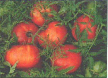 TOMATO - SILVERY FIR TREE. 35 Seeds. # G177-35.