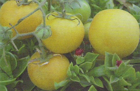 TOMATO - WAPSIPINICON PEACH. 20 Seeds. # G450-20.