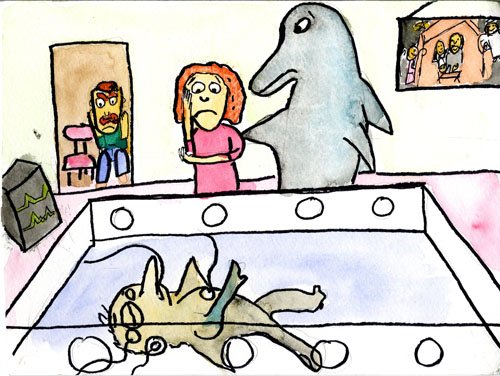 dolphin 5