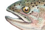 Guide Trip for One