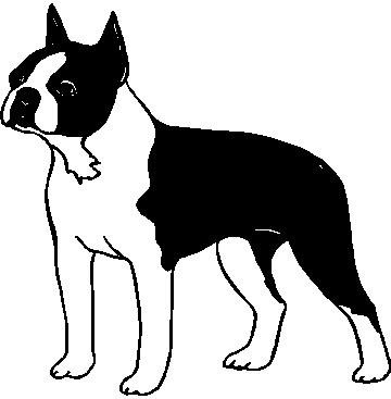 Boston Terrier - custom vinyl graphics 5x5 inch