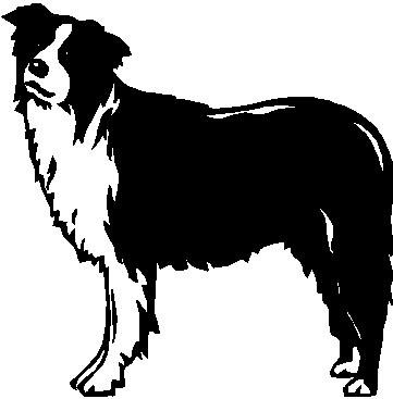 Border Collie - custom vinyl graphic - 5x5 inch