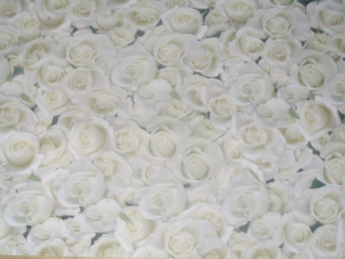 White Roses