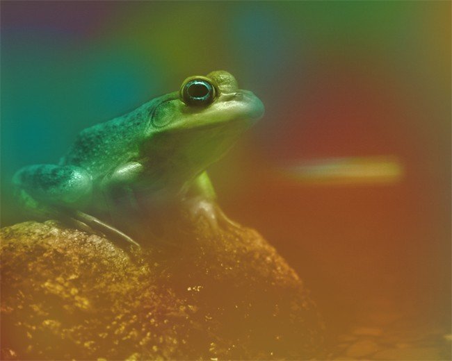 Frog, 4x6 photograph