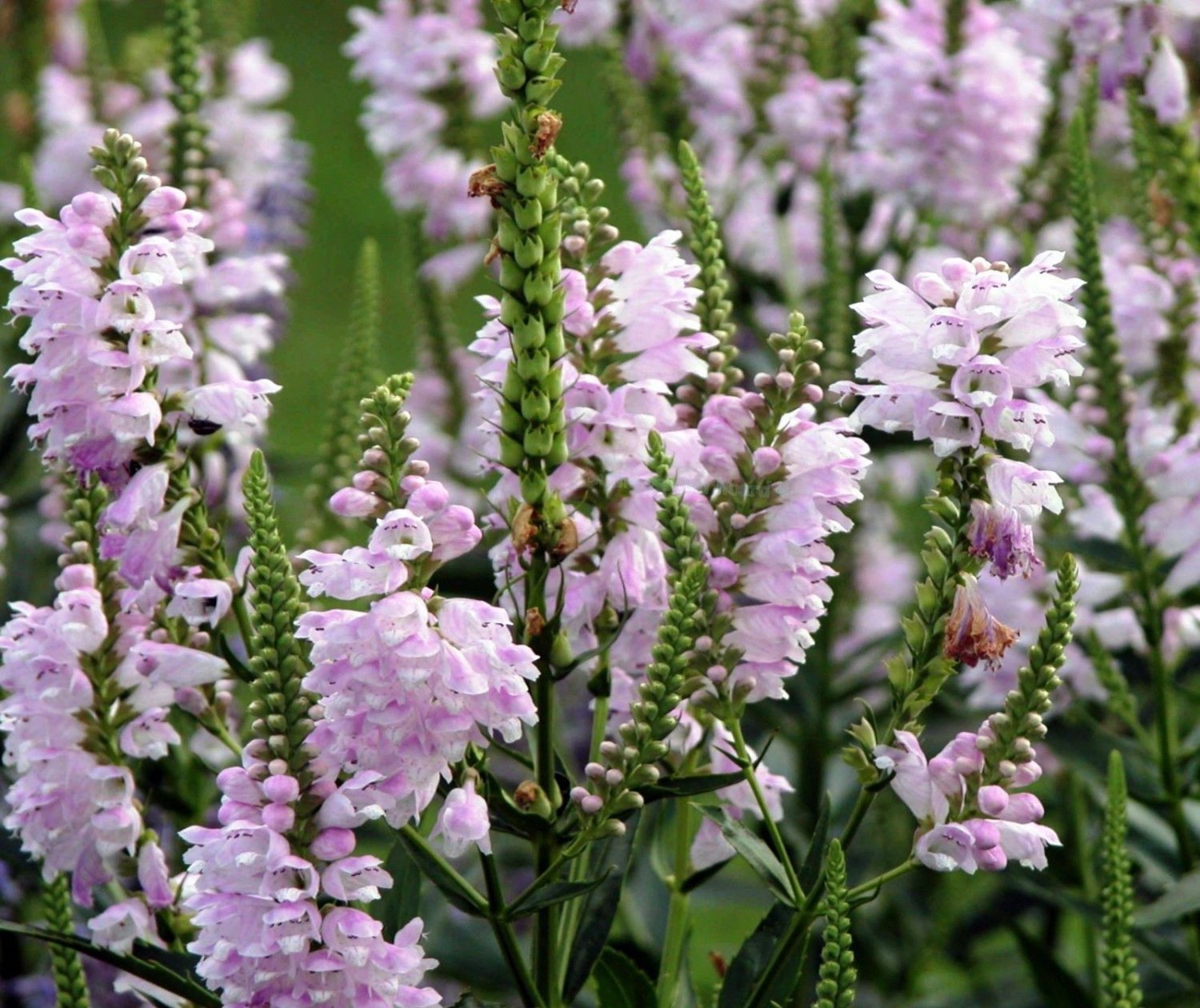 Физостегия виргинская (Physostegia virginiana)