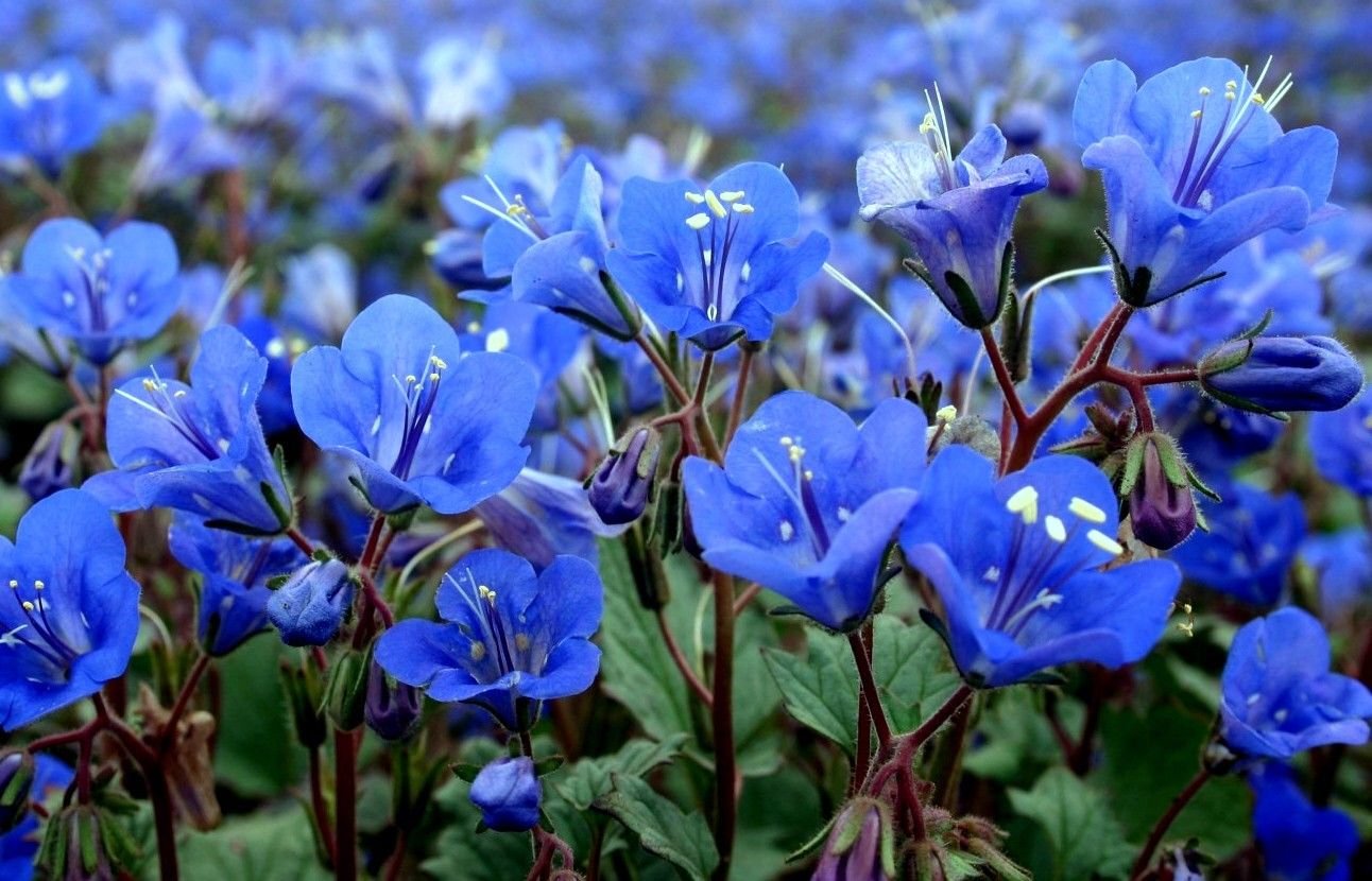 Blue Bell Flower Seeds | Best Flower Site