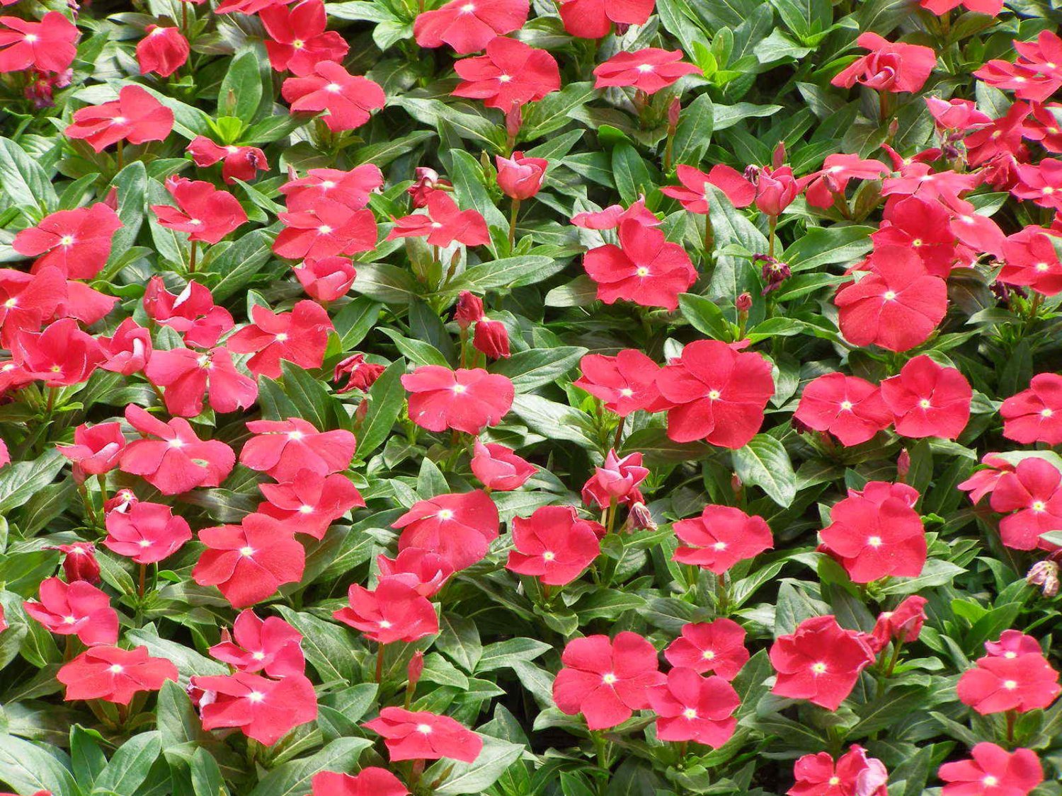 барвинок фото цветов многолетний на клумбе