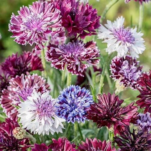 Seeds Classic Mix Bachelor S Button Seeds Annual Seed Flower Seeds