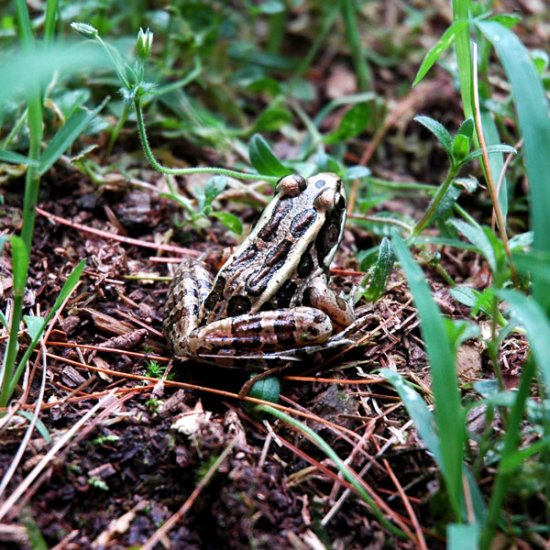 Camofrog
