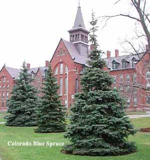 COLORADO BLUE SPRUCE