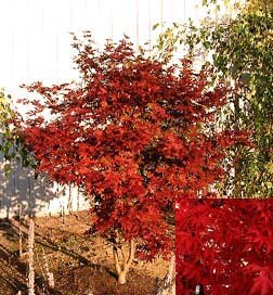 Japanese Red Maples