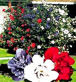 Patriot Rose Of Sharon 2-3' Spring Sale